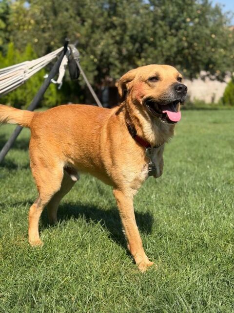 NORMAN 4 ANS TRIPATTES 280 59300 Aulnoy-lez-valenciennes
