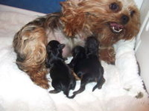  CHIOTS YORKSHIRE TERRIER 