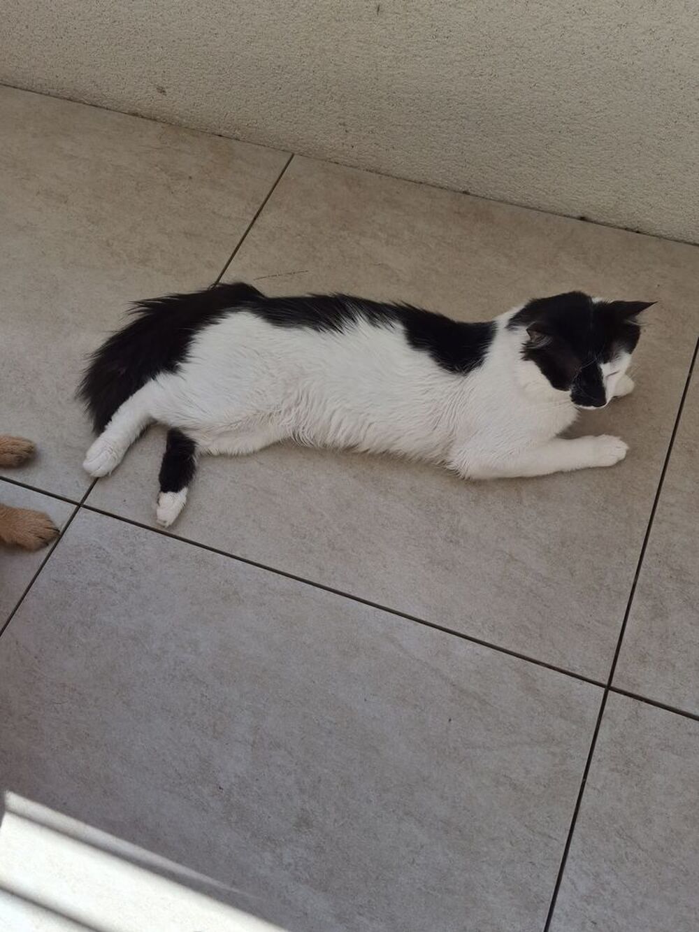   Chat Européen  