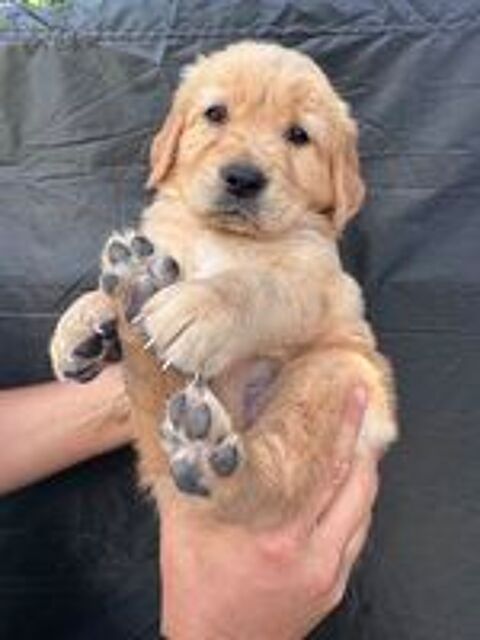   : deux magnifiques chiots male Golden Retriever Lof 