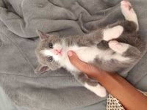   chaton 