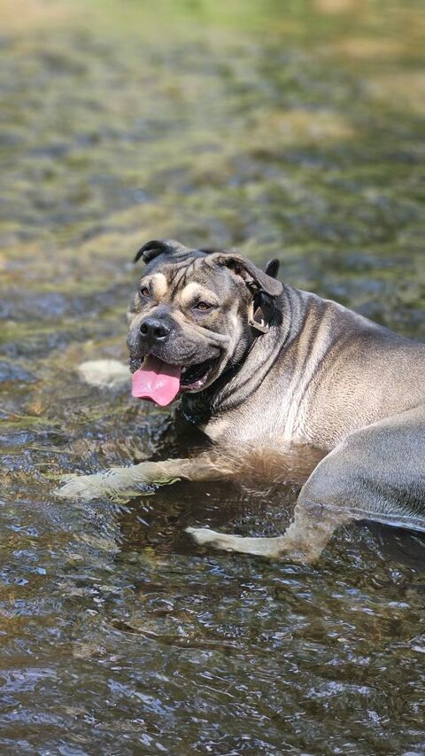 Dogue de majorque dispo pour saillie 350 13120 Gardanne