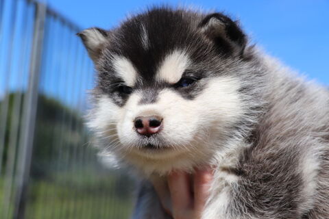 Femelles pomsky F3, p&eacute;digr&eacute;e et tests. 1200 53220 Larchamp