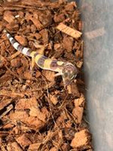   B�b�s geckos l�opard 2 