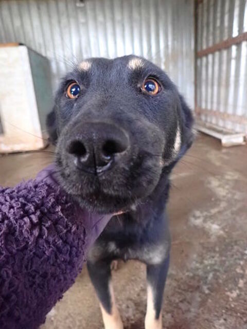 Hina &agrave; l'adoption 300 76000 Rouen