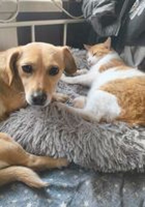   Winnie à l'adoption  