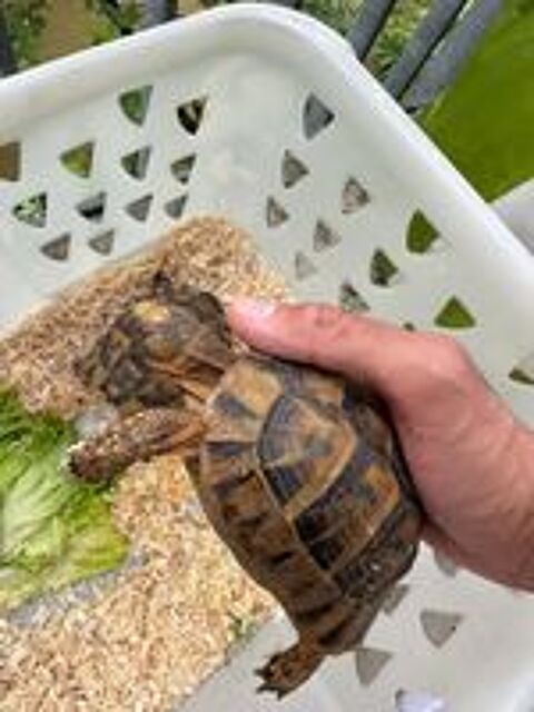    deux tortues Mâle et femelle 
