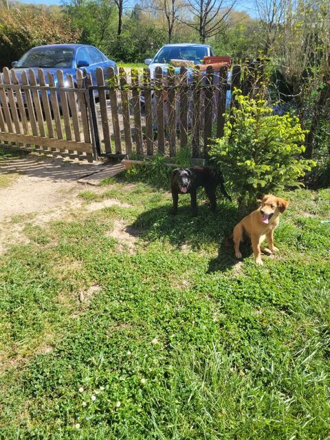 Donne chiots  0 82230 Monclar-de-quercy