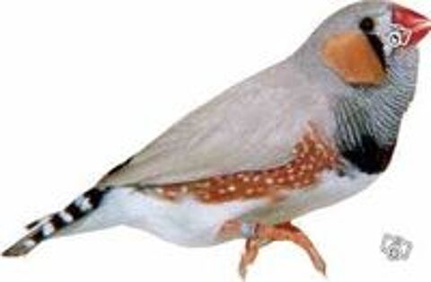   COUPLEDE MANDARIN 