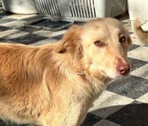   Notre amour de BELLA, 1 an, 18 kg, tripattes, à l'adoption 