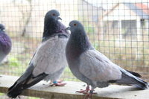   Pensez � installer vos nouveaux couples de pigeons pour 2026 