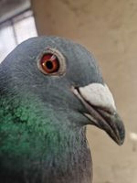   Couple Pigeon voyageur  