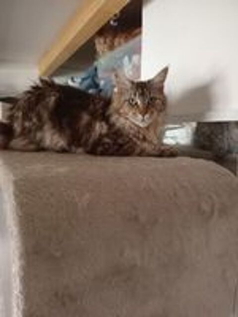   Chat retraité Maine Coon  