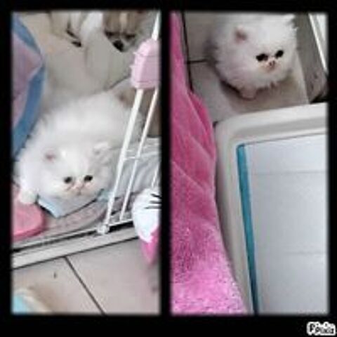   CHATONS   PERSAN 