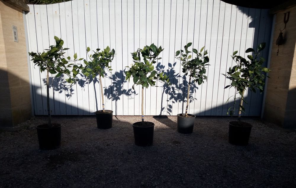 Agrume Oranger 'Navel' form&eacute; en demi-tige et en container. Jardin