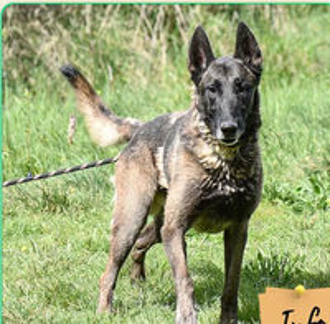   Pako  