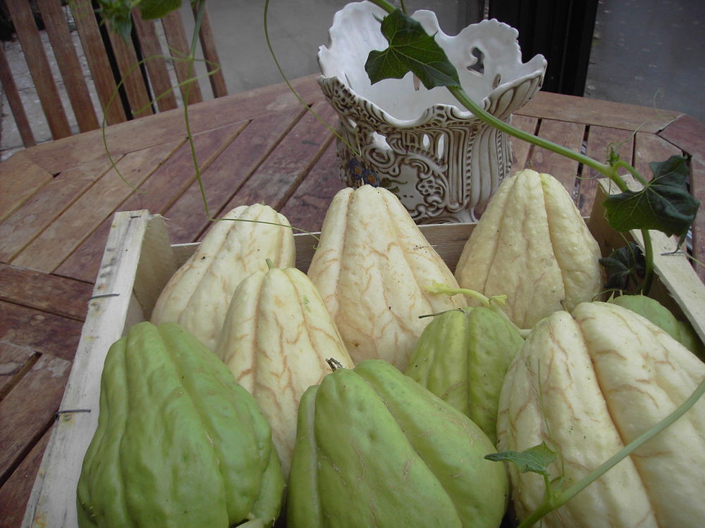 legumes chayottes Jardin