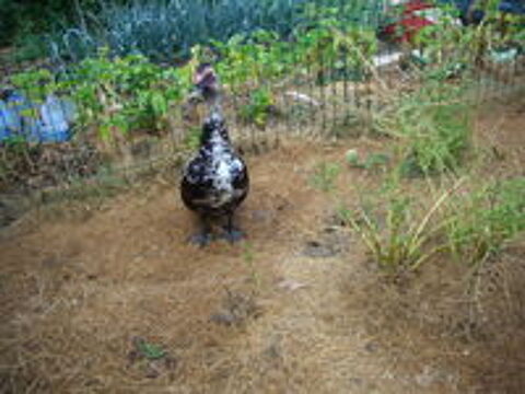   CANARDS DE BARBARIE 