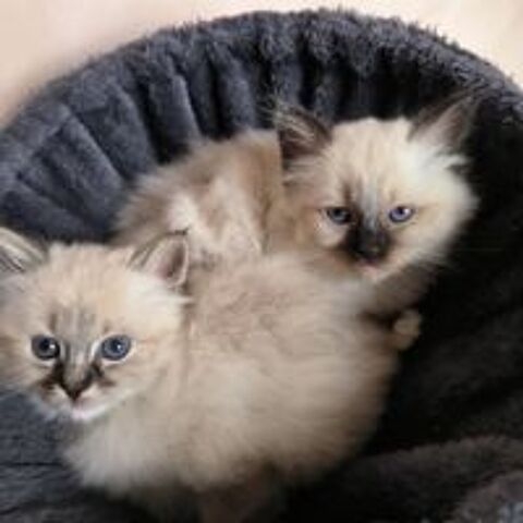    sacré de Birmanie loof seal silver tabby , seal point  