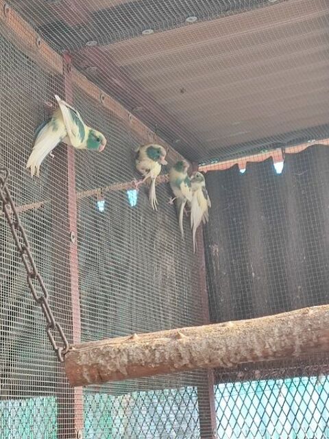 Perruches kakarikis 50 38300 Bourgoin-jallieu