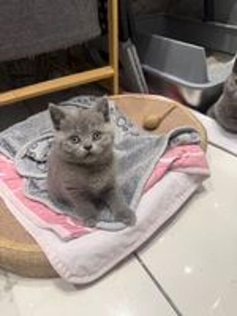   Chaton british shorthair 