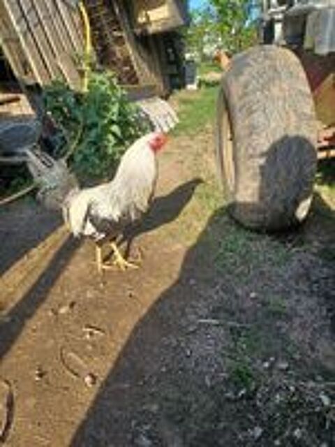   Volailles, lapins  