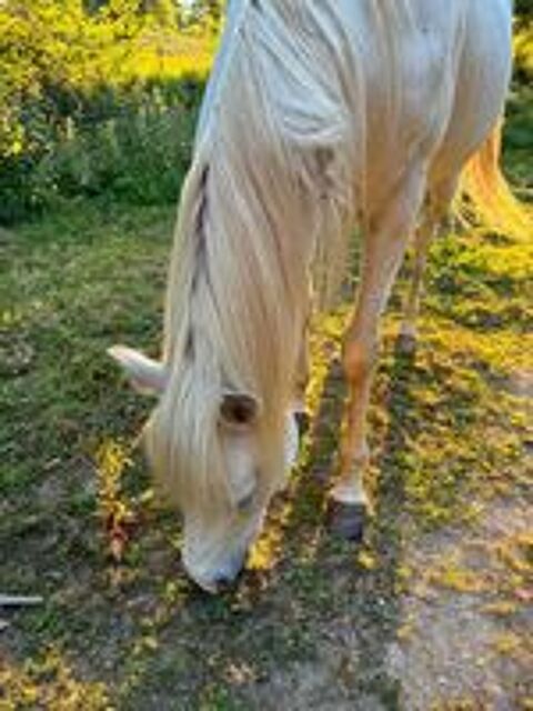   Elijah, cheval à adopter 