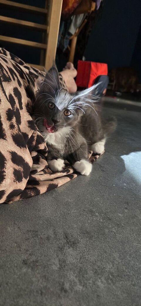 Femelle LOOF Maine Coon 1350 44800 Saint-herblain