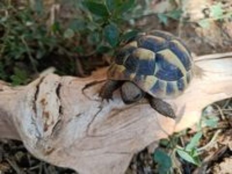   Tortues de jardin 
