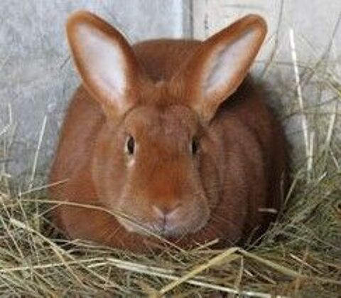 LAPINS FAUVE DE BOURGOGNE 10 79250 Nueil-les-aubiers