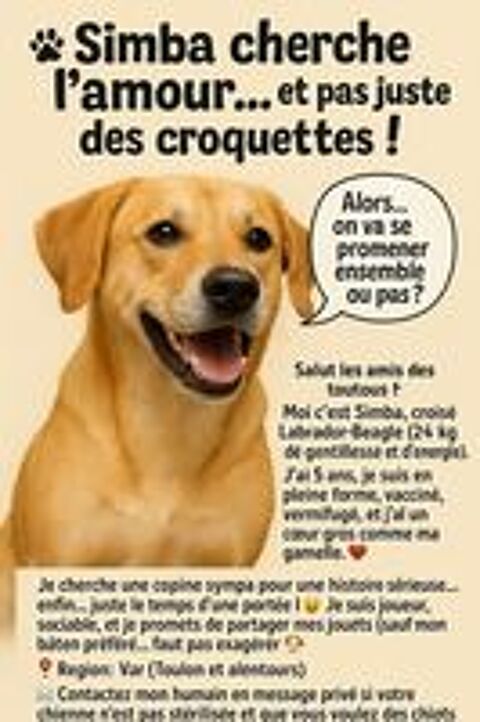   Saillie chien  