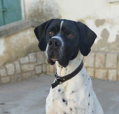 OSLO abandonné pour ne pas savoir chasser... mais parfait pour aimer 315 24140 Douville