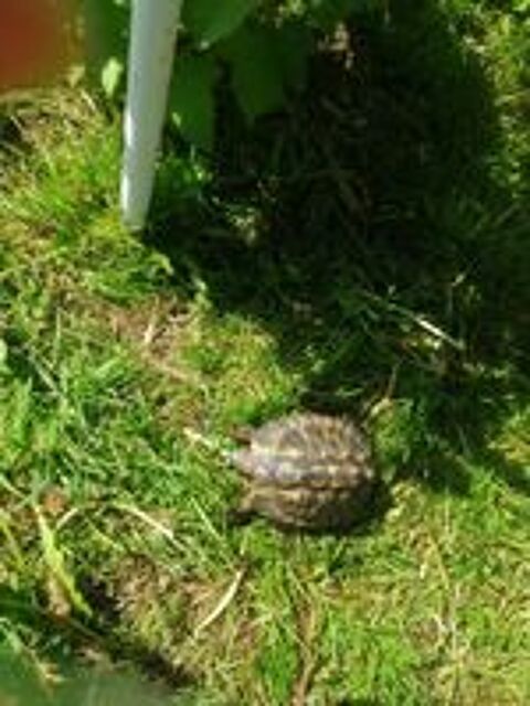   Tortue de terre 12 ans  
