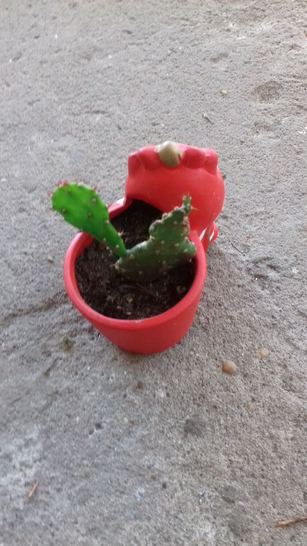MINI POT de CACTUS FORME DRAGON Jardin