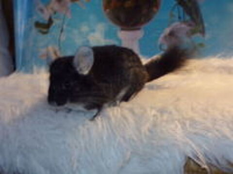   chinchilla 