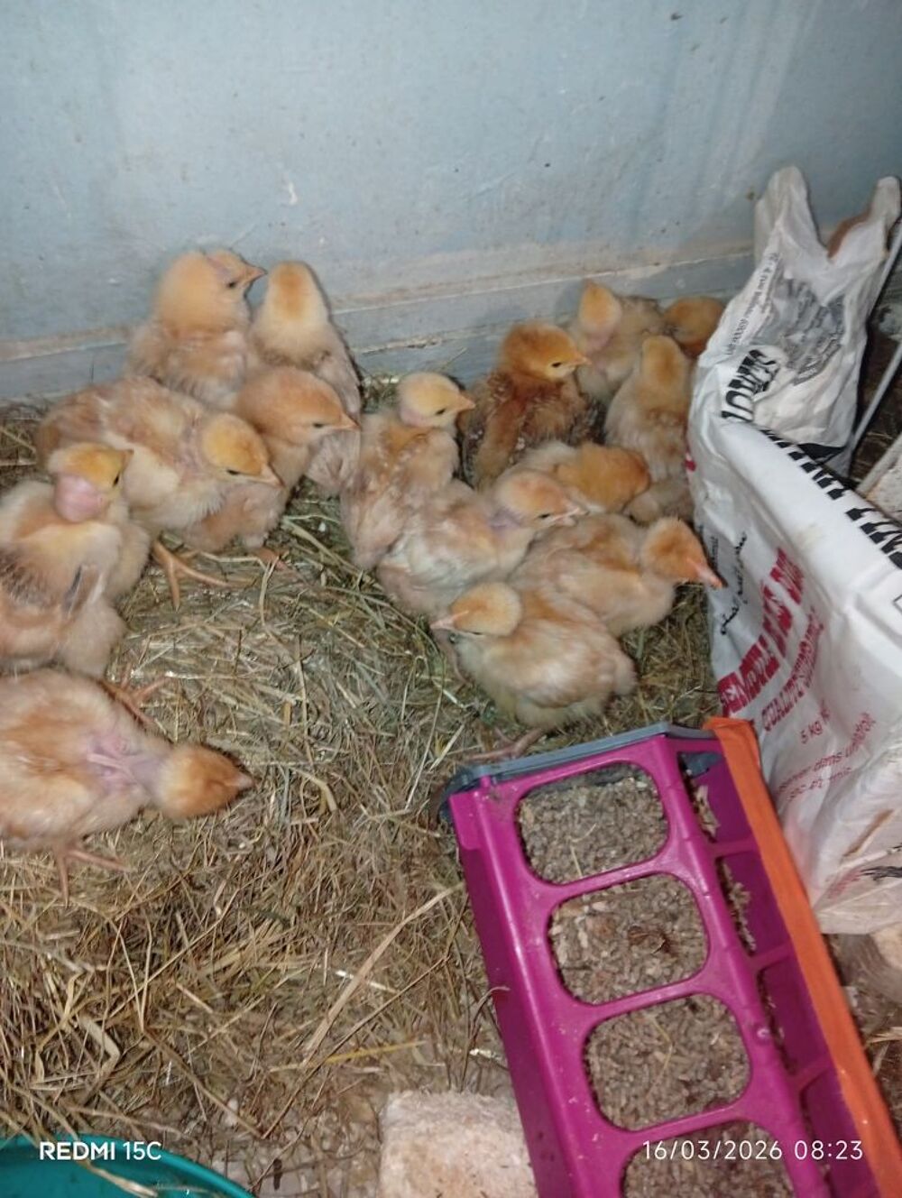   Poulets  donne des poussins  futur poules pondeuses rousse  