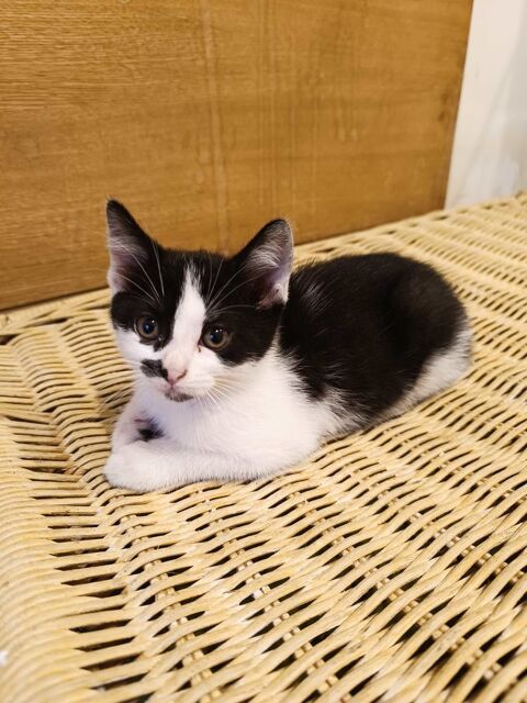 Chatons &agrave;   adopter 0 77000 Melun