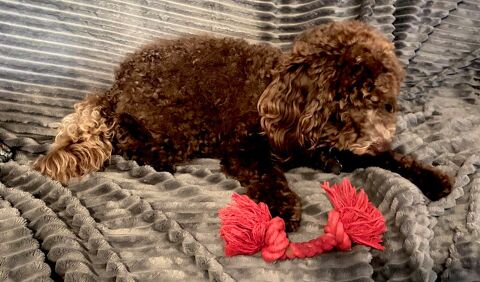  caniche F nain de couleur Chocolat 1800 53200 Château-gontier