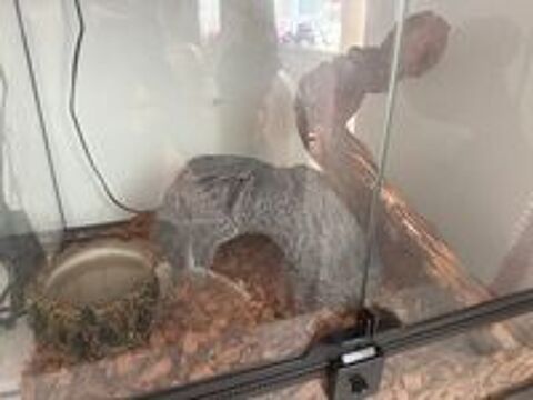   Python regius + terrarium complet + accessoires 