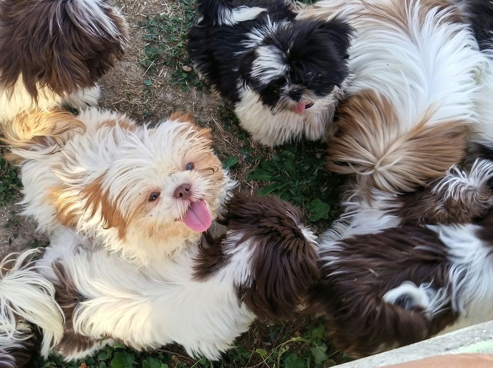   Shih tzu disponibles  