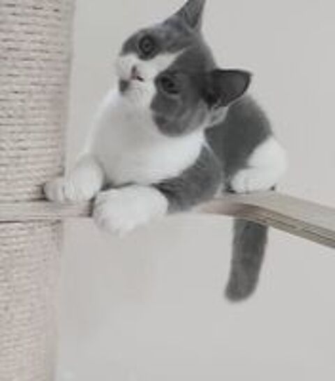   Beau chaton mâle loof British Shorthair disponible 