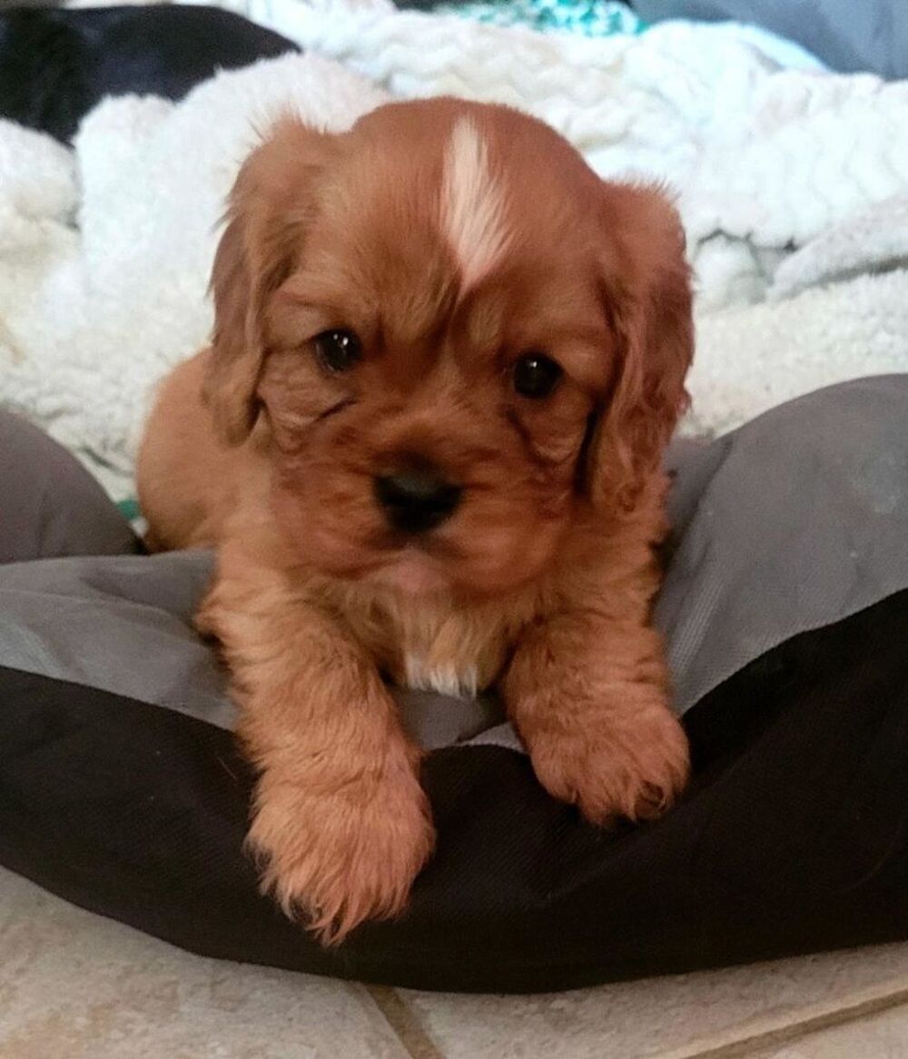   A réserver 2 chiots cavalier king charles inscrits au Lof  