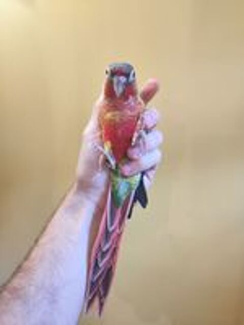   Conure de molina eam 