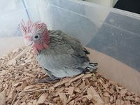   Jeune cacatoes rosalbin  