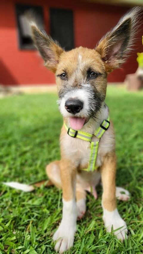 Milou, mâle croisé griffon, né le 10/04/2025 &#128054; 300 78000 Versailles