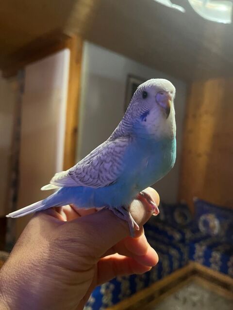 Perruche ondul&eacute;e 10 67310 Wasselonne