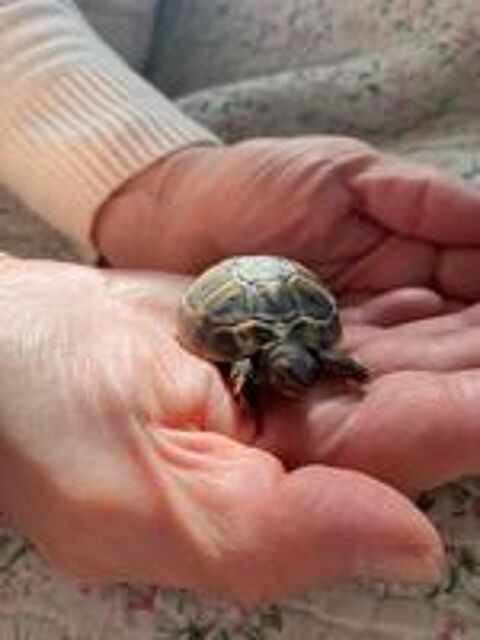   Tortues de terre juvénile  