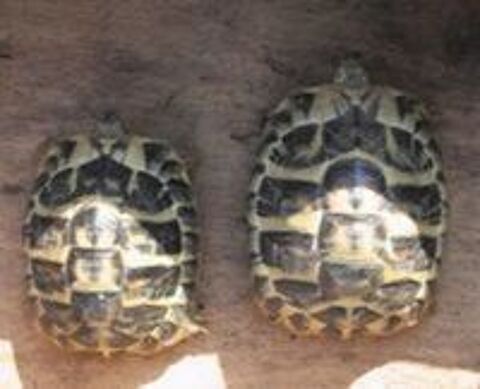   Couple de tortues terrestres. 