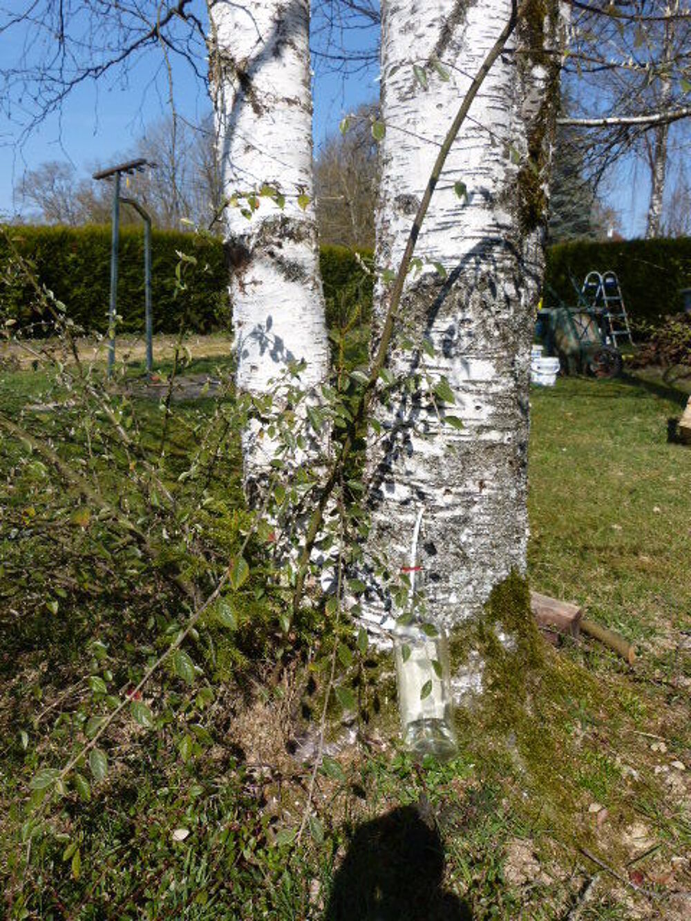 s&egrave;ve de bouleau pr&egrave;s de Belfort Jardin