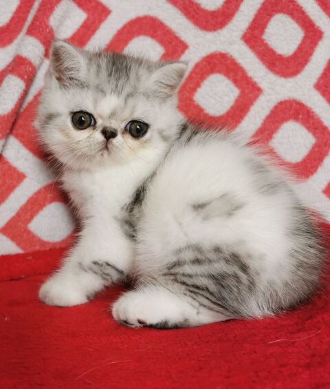 Exotic Shorthair 1200 29480 Le relecq-kerhuon